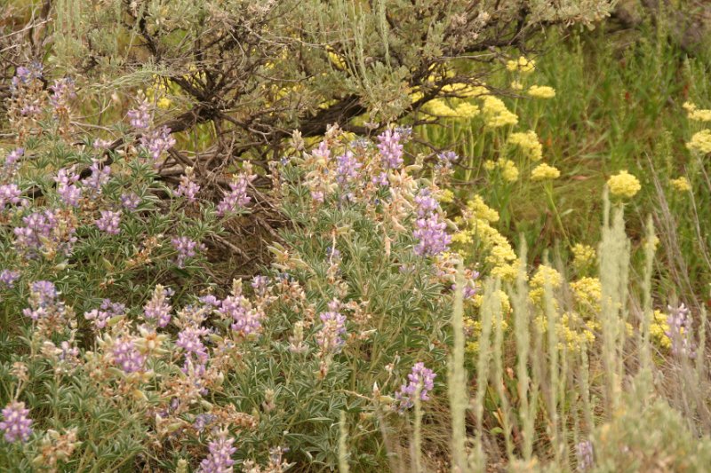 Trip (51).JPG - Wild flowers were abundant and beautiful.